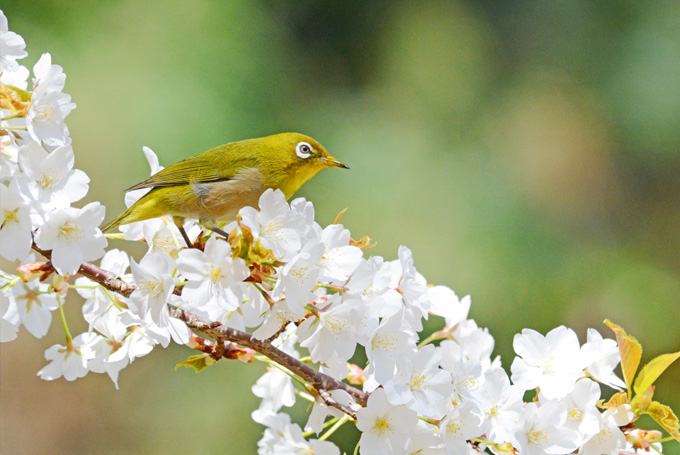桜とうぐいす