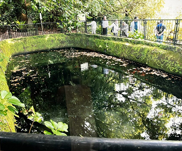 小金井小次郎ノ池